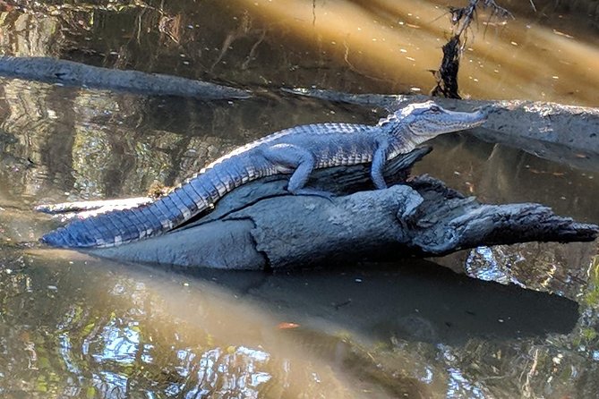 New Orleans City/Cemetery and Swamp Full-Day Tour - Booking Information