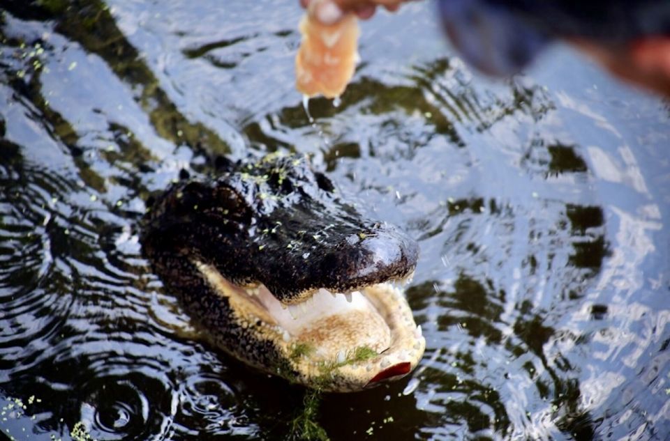 New Orleans: Swamp Tour on Covered Pontoon Boat - Inclusions and Exclusions