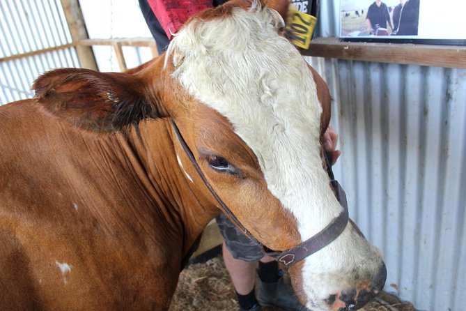 New Zealand Farm & Scenic Day Tour From Christchurch - Booking and Contact Details