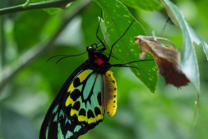 Night Walk in Cairns Botanic Gardens - Lets Go Buggin - Customer Reviews and Feedback