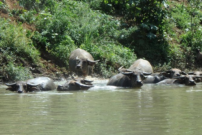 No.1 Chiang Mai: Leisure River Kayaking: Mae Taeng Forest Reserve - Customer Reviews and Ratings