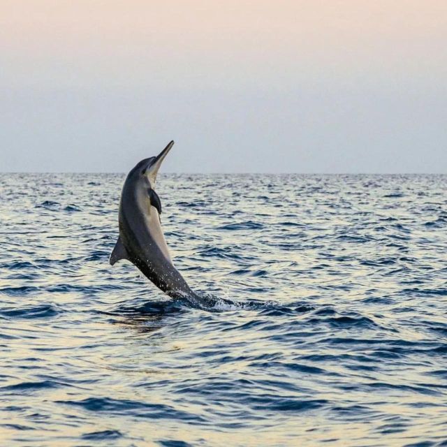 North Bali ; Lovina Sunrise Watching Dolphin - Pickup and Dropoff Options