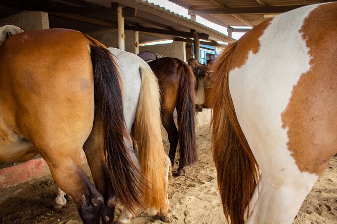 North Coast and Countryside Horseback Riding Tour in Aruba - Tips for a Great Experience