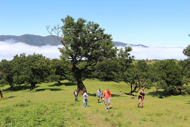 Northwest Terraces and Volcanic Pools 4x4 Full Day Tour - UNESCO-listed Laurissilva Forest