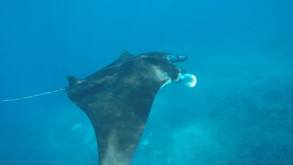 Nusa Penida: Snorkeling 3 Spots With Manta Options - Sightings of Sea Turtles