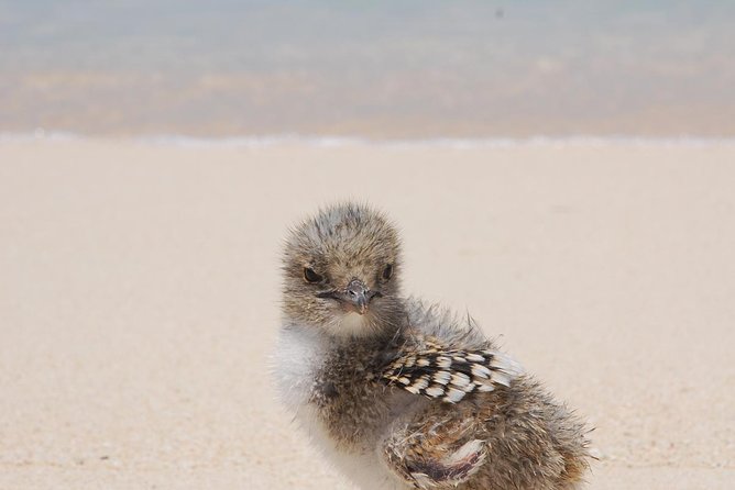 Ocean Spirit Sail to Michaelmas Cay Snorkel or Dive, From Cairns - Guest Reviews and Ratings