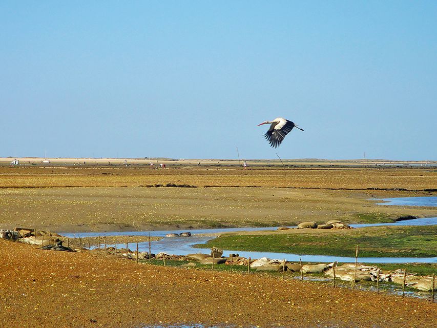 Olhão: 3-Hour Ria Formosa Boat Tour - Frequently Asked Questions