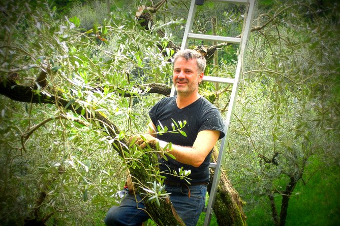 Olive Oil Tour With Tuscan Dinner - Group Size Limit