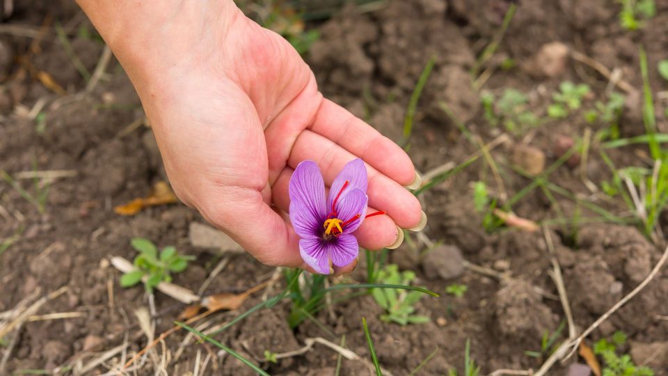 Olmedo: Guided Tour of Saffron Laboratory With Tasting - What to Expect