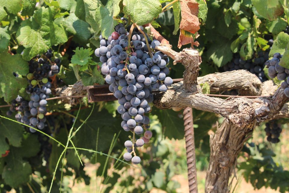 Olympia: Visit of Agricultural Farm and Free Time in Olympia - Free Time Activities