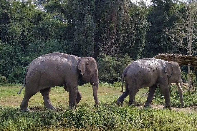 One Day Hiking and Elephant Experience by Chiang Mai Elephant Home - Ethical Considerations