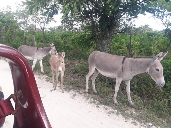 Original Fun Buggy Full Day Tour in Punta Cana - Accessibility and Reviews