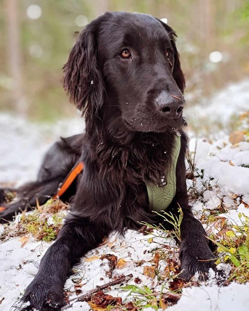 Oslo: Scenic Hike & Norwegian Waffles With a Local & Her Dog - Customer Experiences and Ratings