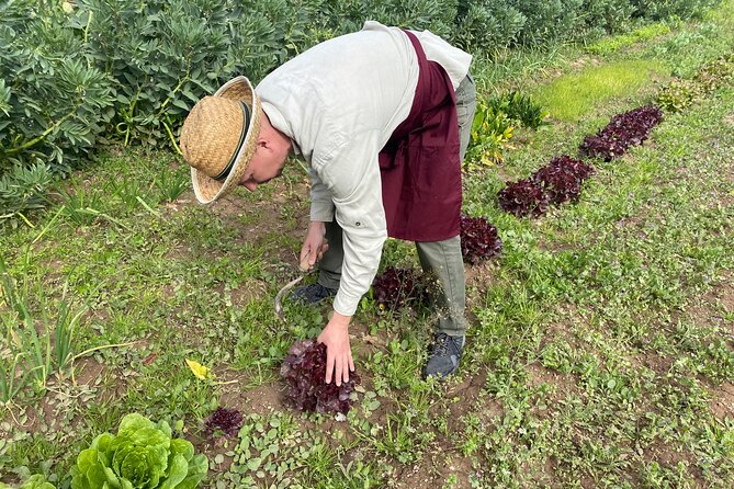 Paella Workshop in Our Farmhouse - How to Book Your Spot