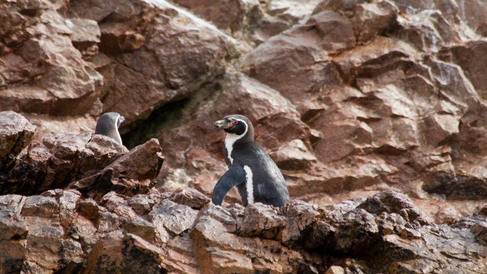 Paracas: Ballestas Islands Boat Ride Tour - What to Expect