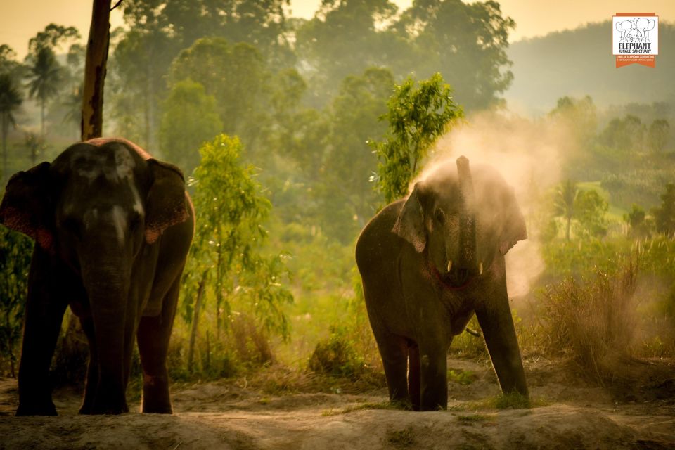 Pattaya: Elephant Jungle Sanctuary Half-Day Tour With Meal - Frequently Asked Questions