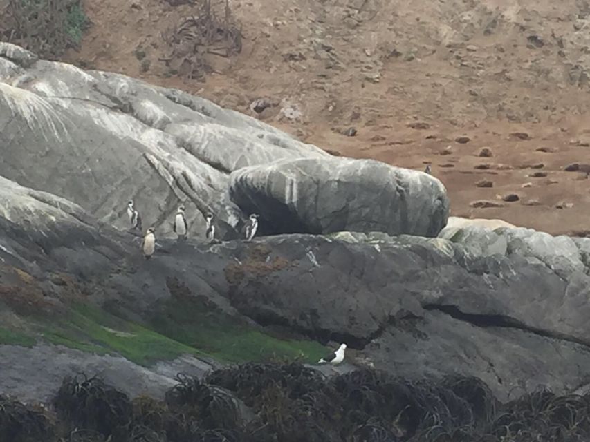 Penguins Watching Cachagua Island in Zapallar From Santiago - Unique Features of Cachagua Island