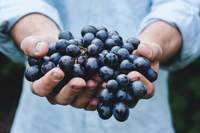 Perth River Cruise and Vineyard Experience: Best of Both Worlds - Guest Experiences and Feedback