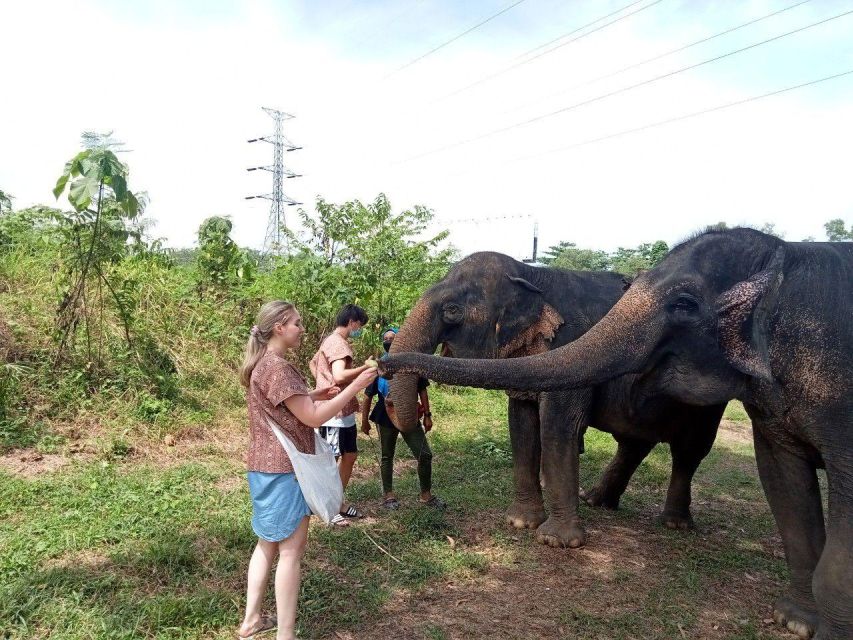 Phuket: Ethical Elephant Sanctuary Eco Guide Walk Tour - Interacting With the Elephants