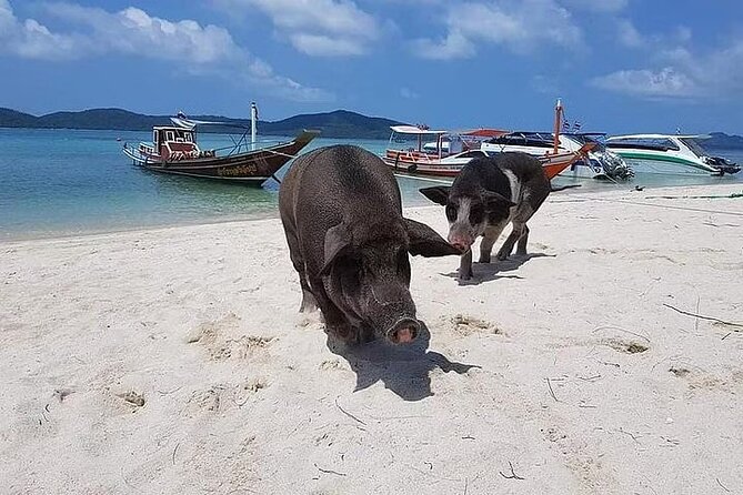 Pig Island ,Snorkeling, Private Long Tail Boat (Local Thai Experience) - Contact and Booking Details