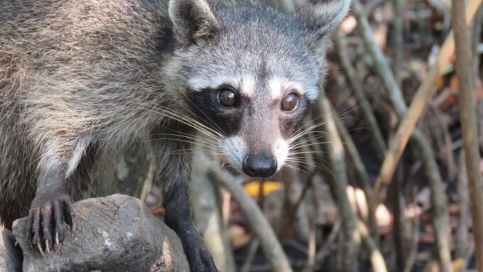 Playa Blanca: Daytour With Snorkeling and Racoon Sighting - Customer Feedback