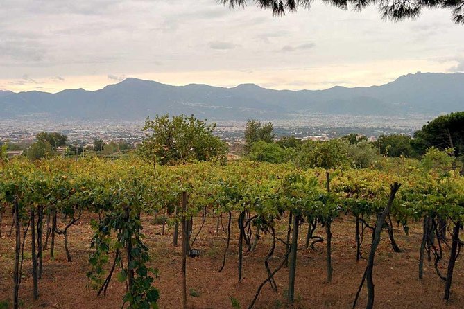 Pompeii & Vesuvius With Lunch & Wine Tasting From Positano - Tips for Travelers