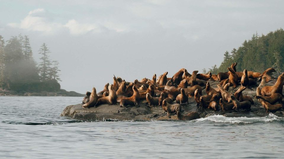 Port Hardy: Sea Otter and Whale Watching - Booking and Payment