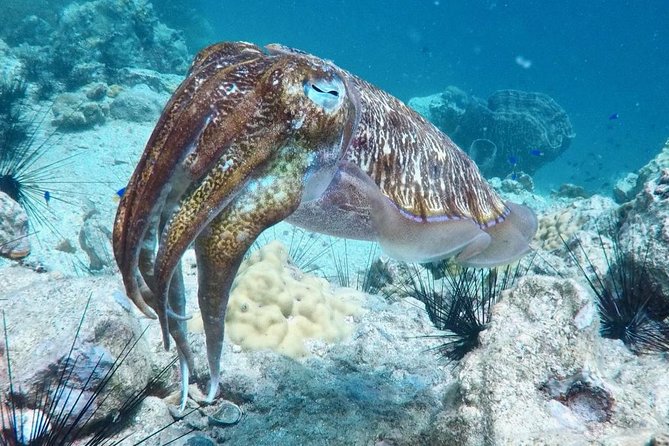 Premium Guided Scuba Diving Day Trip for Certified Divers - Pricing and Cancellation Policy