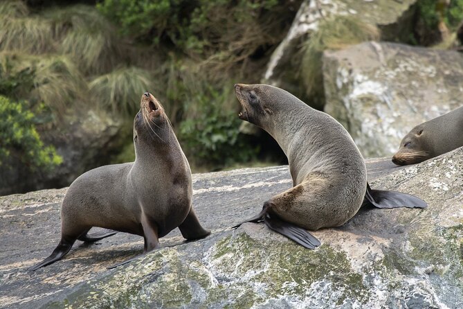 Premium Milford Sound Cruise Including Lunch - Booking Information and Policies