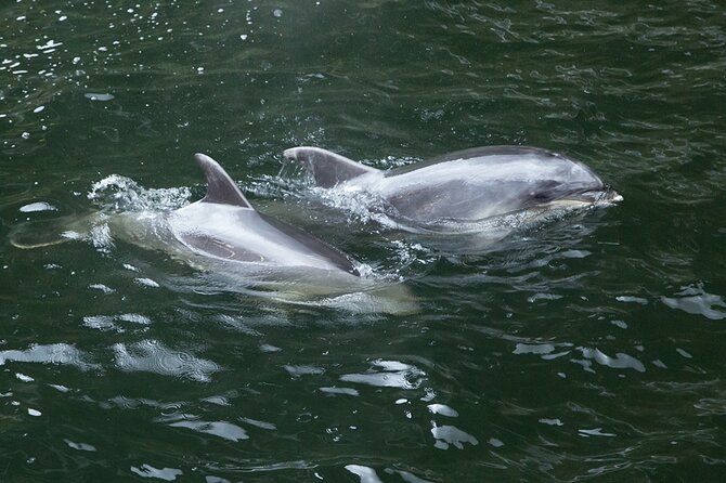 Premium Milford Sound Tour Including Cruise, Flight and Lunch - Booking and Preparation Tips