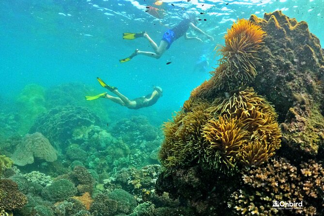 PREMIUM SNORKELING to Explore the Coral Jungle (MAX 8-9 PAX) - Maximum Group Size and Capacity