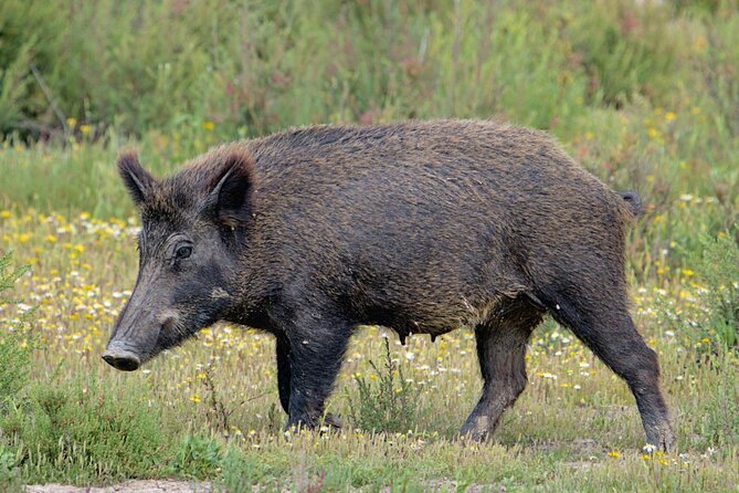 Private Birding & Photography Day Trip to Doñana - Tips for Birding and Photography