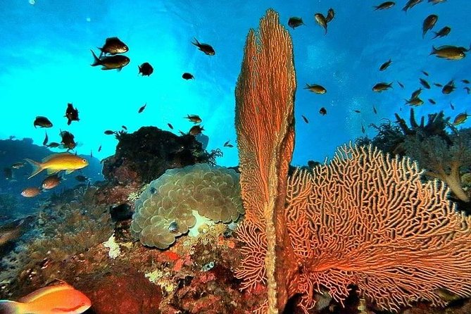 Private Boat Trip Komodo 2 or More Person for 3 Days 2 Nights, Kelor, Rinca... - Booking and Contact Information