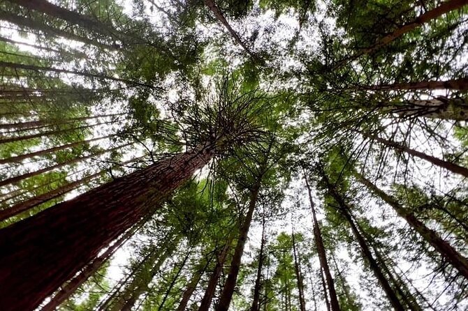 Private Day Trip To Te Puia Rotorua - Nearby Attractions