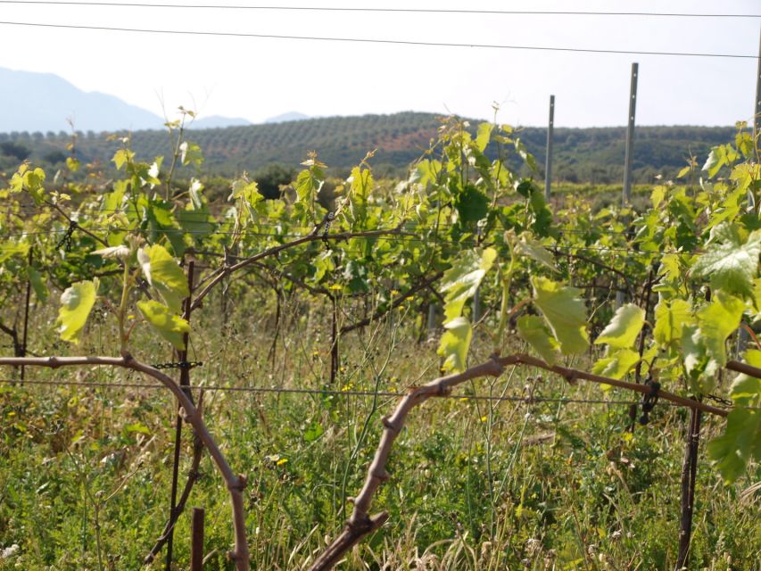 Private Exclusive Manousakis Winery and Vineyard Tour - Booking and Cancellation Policy