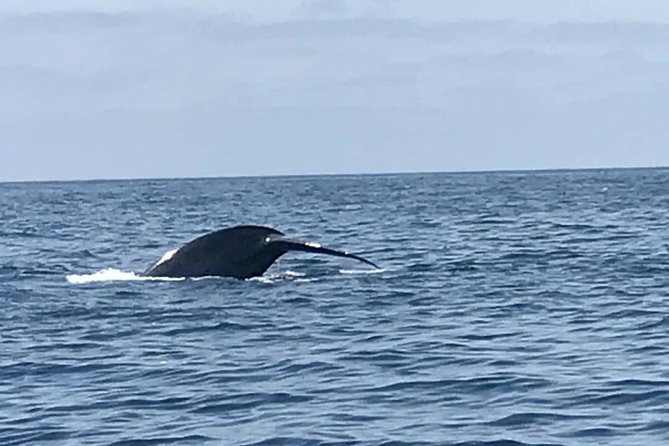 Private Family Whale & Dolphin Adventure in San Diego - Booking Your Adventure