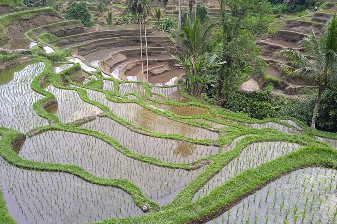 Private Half Day Heritage and Cultural Ubud Tour - All Inclusive - Group Size