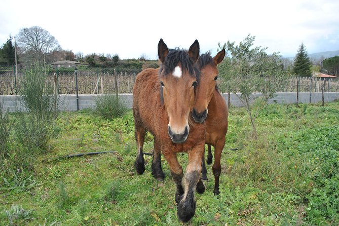 Private Horseback Riding Tour in Sicilian Countryside + Tradional Lunch - Recommendations for Your Tour
