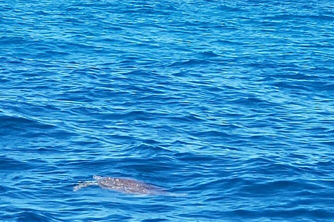 Private Morning or Afternoon Snorkeling Tour From Fajardo - Accessibility Details