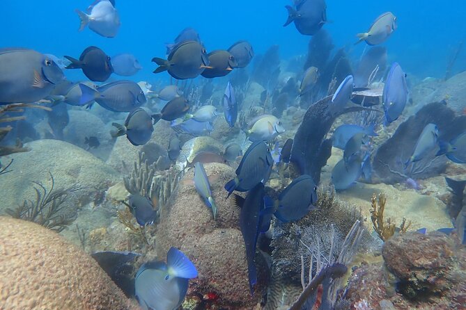 Private Rincon Snorkeling Adventure - Tips for a Great Experience