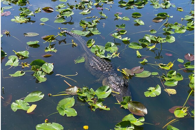 Private River Of Grass Everglades Airboat Adventure - Tips for Your Adventure