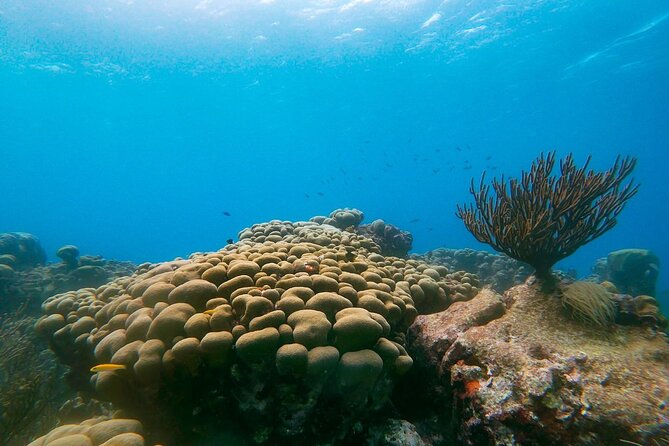 Private Snorkel With 2 Stops in Aruba - Eco-Friendly! - Marine Life Observations