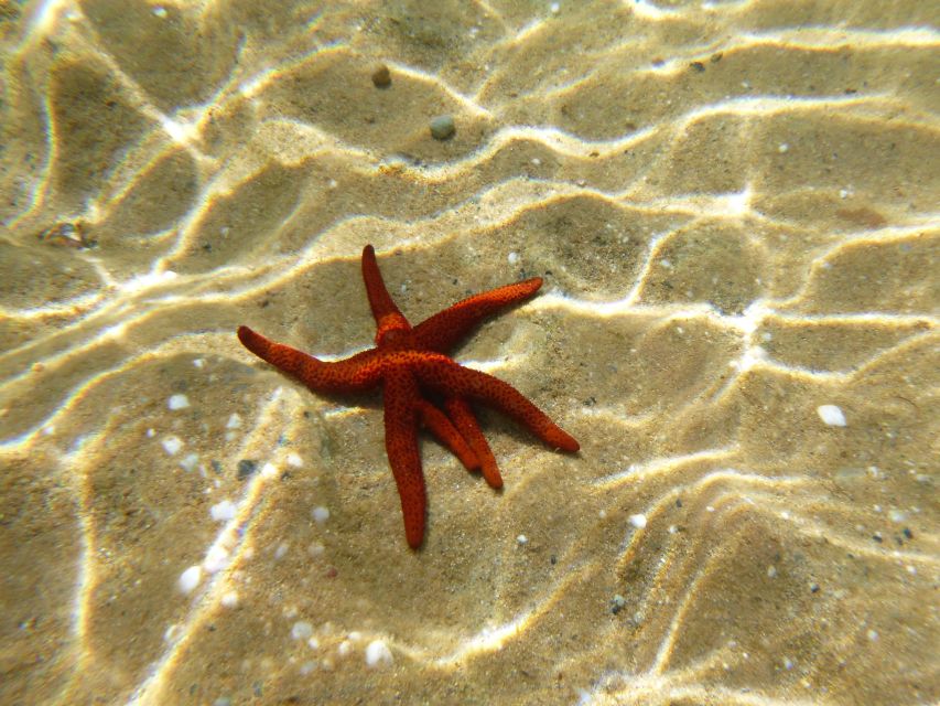 Private Snorkeling Adventure With Underwater Gopro Pictures - Tips for a Successful Snorkeling Trip