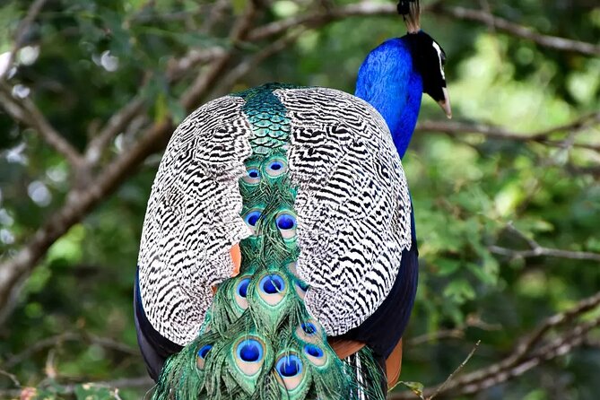 Private Tour : Udawalawe National Park Safari - Tips for an Enjoyable Safari