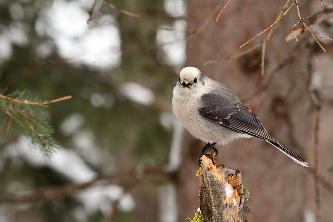 Private Yellowstone Wildlife Sightseeing Tour - Booking Information