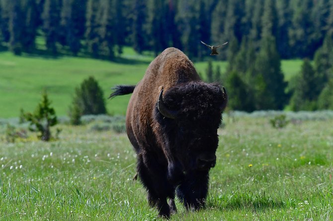 Private Yellowstone Wolf Watching & Wildlife Safari + Lunch - Booking Your Adventure
