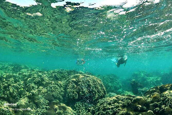 PROFESSIONAL SNORKELING to Explore Hidden Coral Spots (MAX 9 PAX) - Group Size and Accessibility
