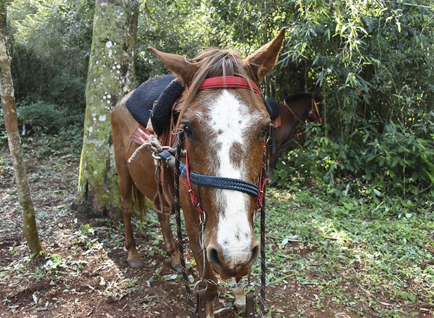 Puerto Iguazu: Jungle Horseback Ride With Guaraní Community - Transportation and Pickup Details