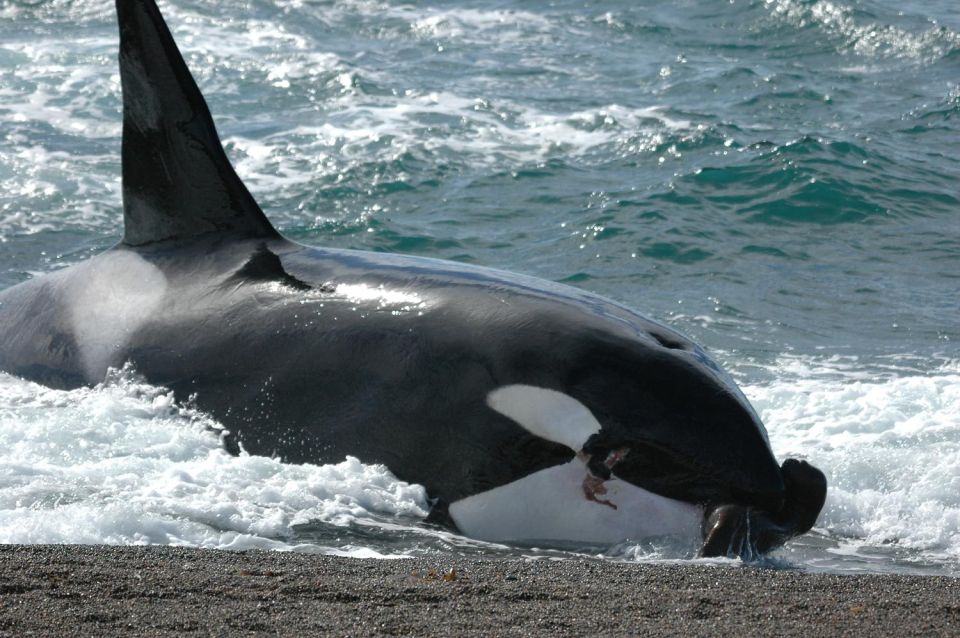 Puerto Madryn: Excursion to Peninsula Valdes Classic - Tips for Travelers