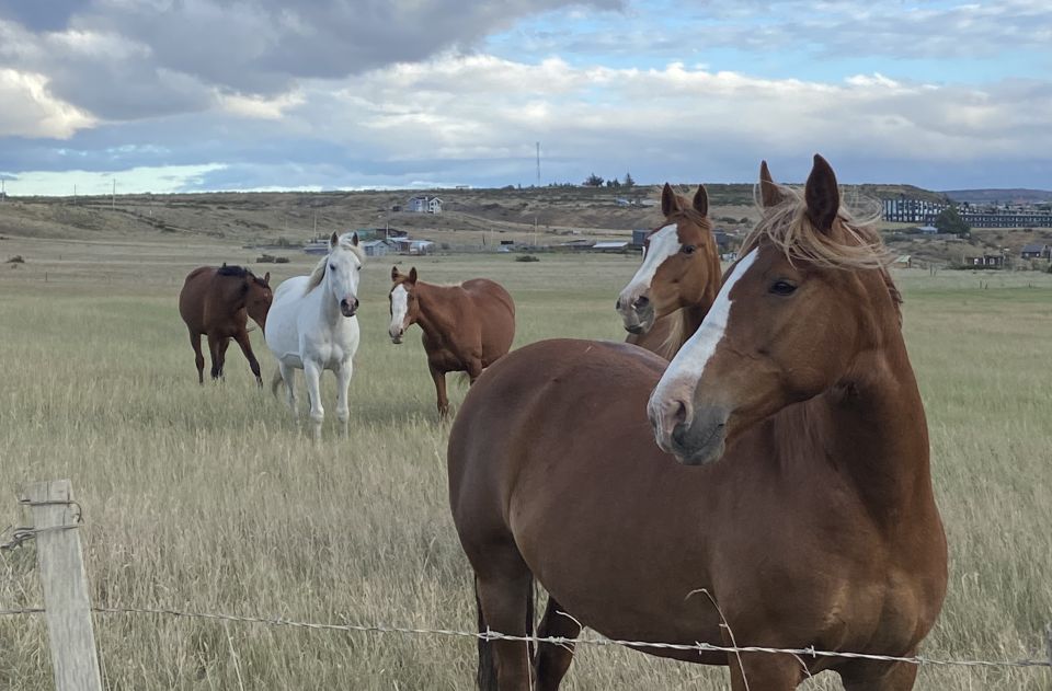 Puerto Natales: Horseback Riding With Horse Connection - Customer Reviews